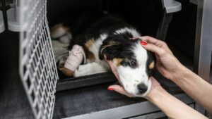 A Quiet Street Dog Recovery